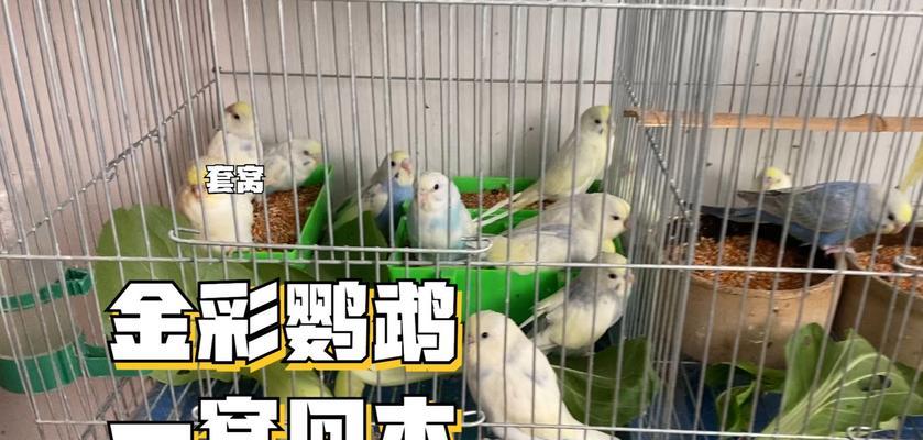 购买鹦鹉的综合指南（选择、养护及培养健康鹦鹉的技巧）