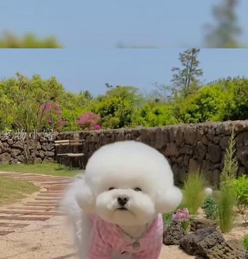 又便宜又可爱的小狗品种推荐（寻找适合家庭的价格亲民的可爱小狗，这些选择让你无法抗拒！）