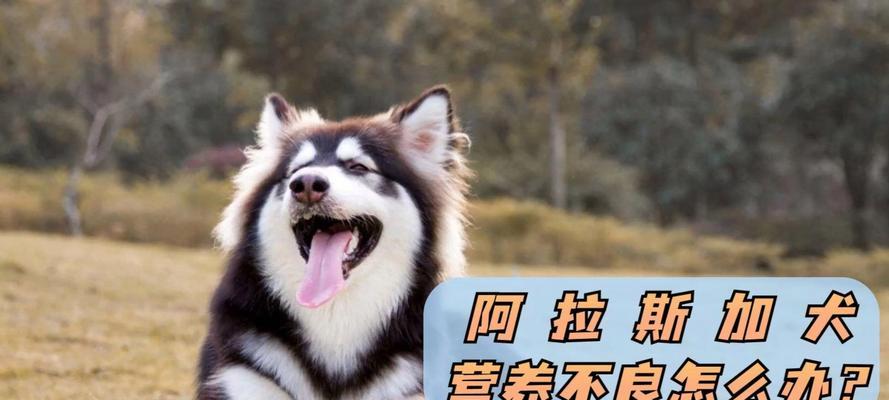 成年阿拉斯加犬的适宜饮食（提供健康饮食，让你的宠物成长茁壮）