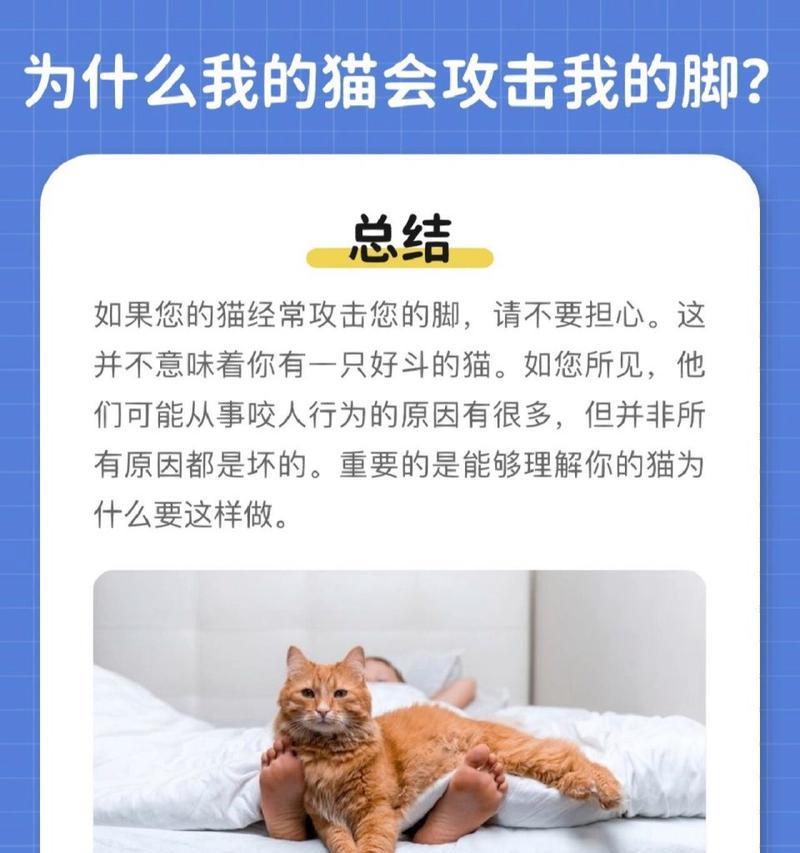 猫咪的表达与作用（探索猫咪用姿态、声音和表情传达的信息）