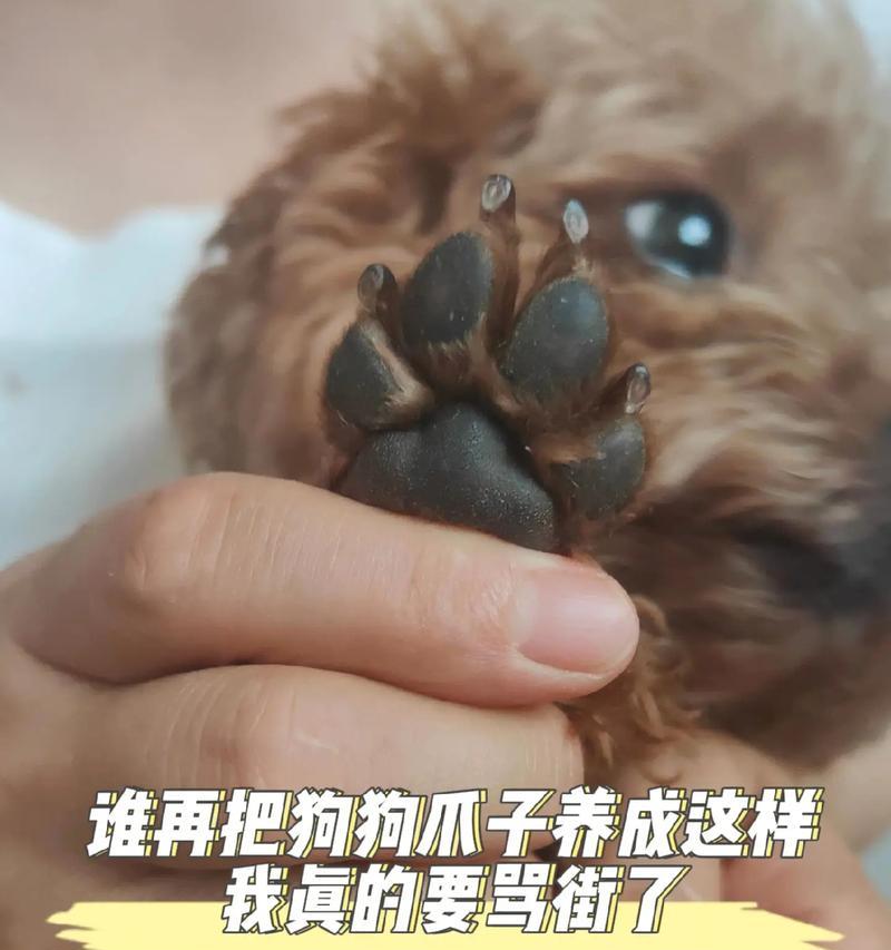 狗狗舔人脚的意义剖析（从舔人脚到表达情感，解读狗狗的行为举止）
