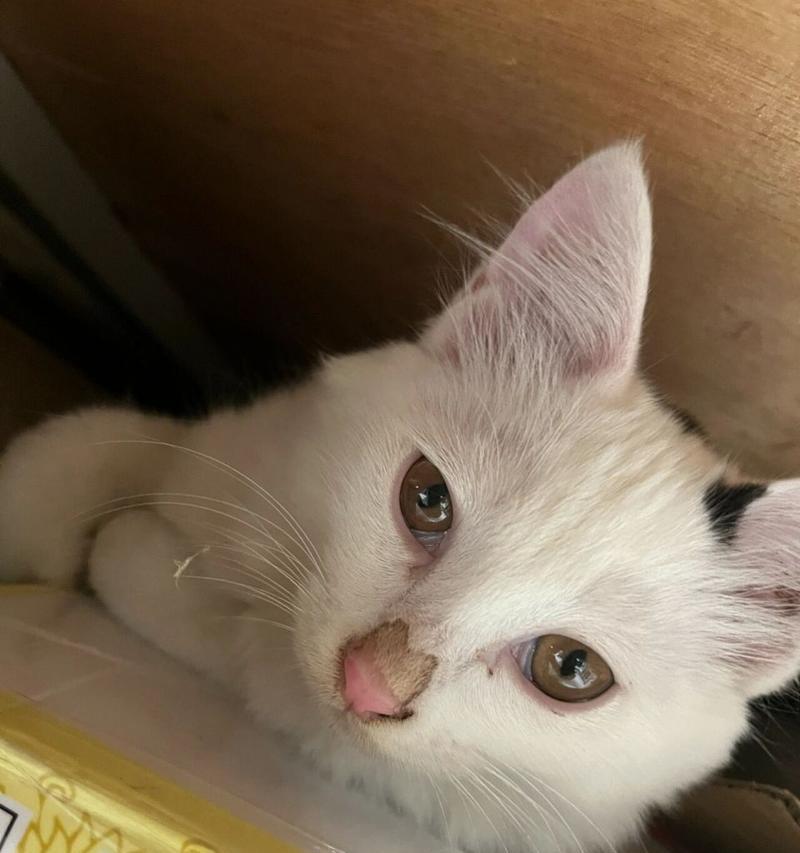 猫鼻子上的黑点是什么？（解密猫咪的神秘黑点）