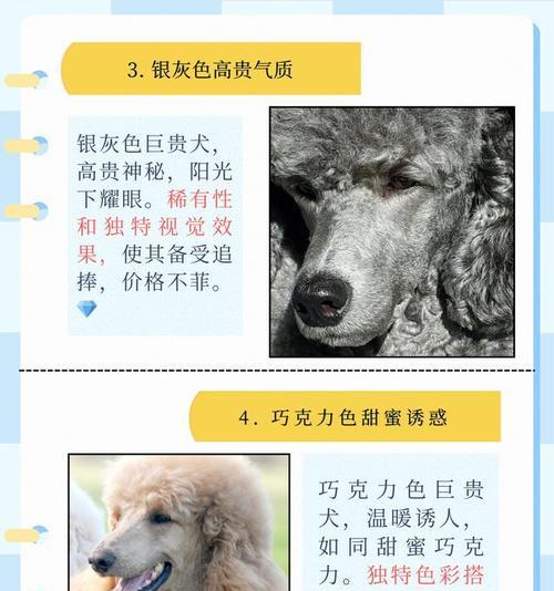 豪华色彩（探索巨贵犬世界的多彩色彩，一窥奢华与精致的完美融合）