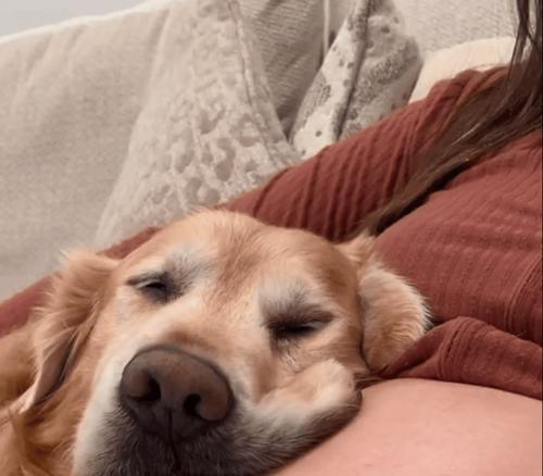 金毛幼犬的睡眠习惯与时间安排（探秘金毛幼犬什么时候睡觉，为什么睡觉时间如此重要）