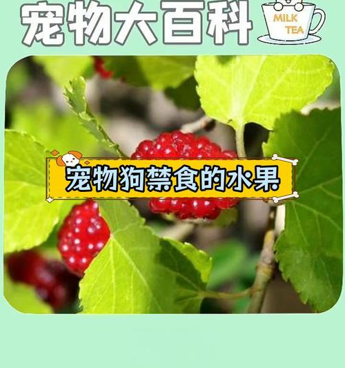 小狗适合食用的水果有哪些？（小狗的水果饮食选择及注意事项）