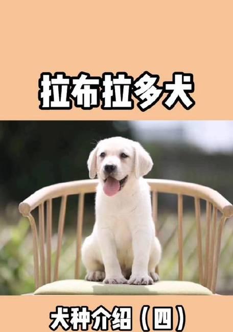 TheArtofNamingDogs