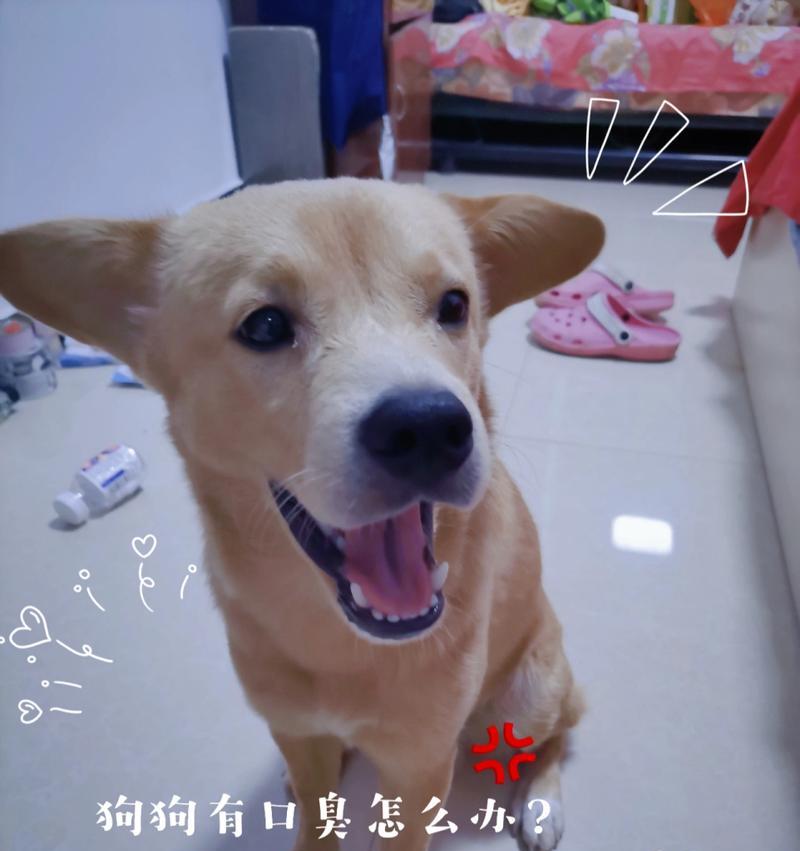 小狗口臭的原因及解决方法（了解小狗口臭的危害，给它们一个清新的呼吸）