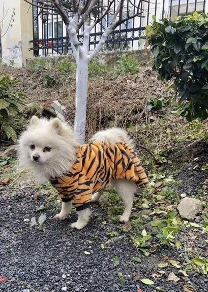 白色庇护——以白色长毛狗为主题的文章（探索白色长毛狗品种的独特魅力和特点）