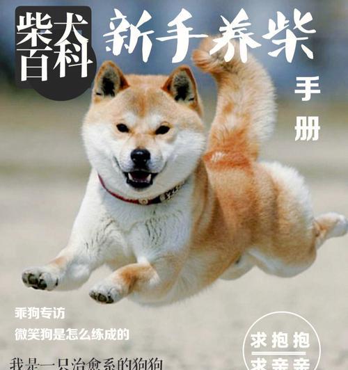 养成年犬的注意事项（了解犬的成长需求，全面护理）
