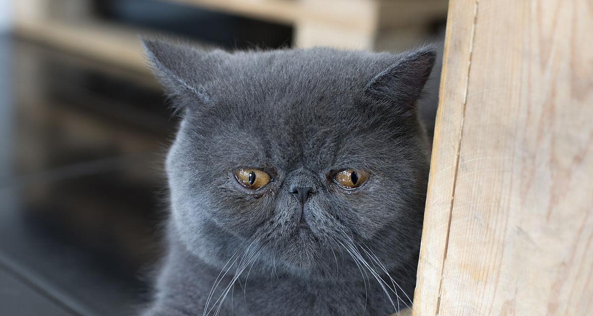 探索神秘的波斯猫世界（波斯猫的魅力与特点）