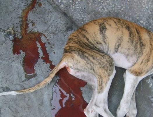 犬细小病毒的传播途径与防控措施（揭秘犬细小病毒传染途径及应对策略）