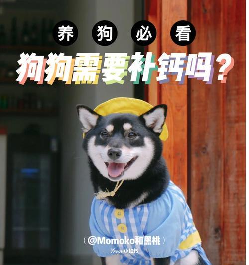 母狗产后缺钙如何预防和治疗（针对母狗产后缺钙的针剂治疗方案及注意事项）