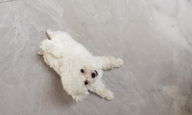 2个月的比熊可以吃什么好？（了解比熊宝宝的饮食需求和营养补充）