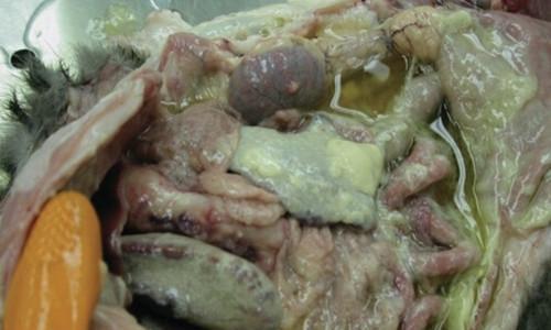 猫腹膜炎的症状及相关因素（探究导致猫腹膜炎的关键因素和病症表现）