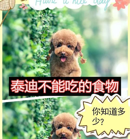 泰迪犬的饮食指南（为你的宠物提供健康的饮食选择）