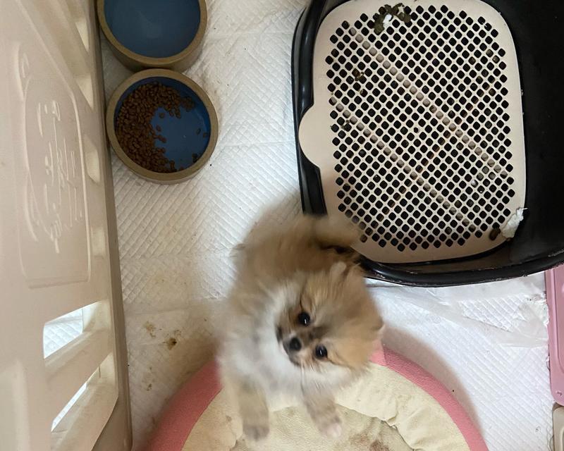 博美犬即将迎来新生命的表现（了解博美犬即将分娩的兆头和行为举止）