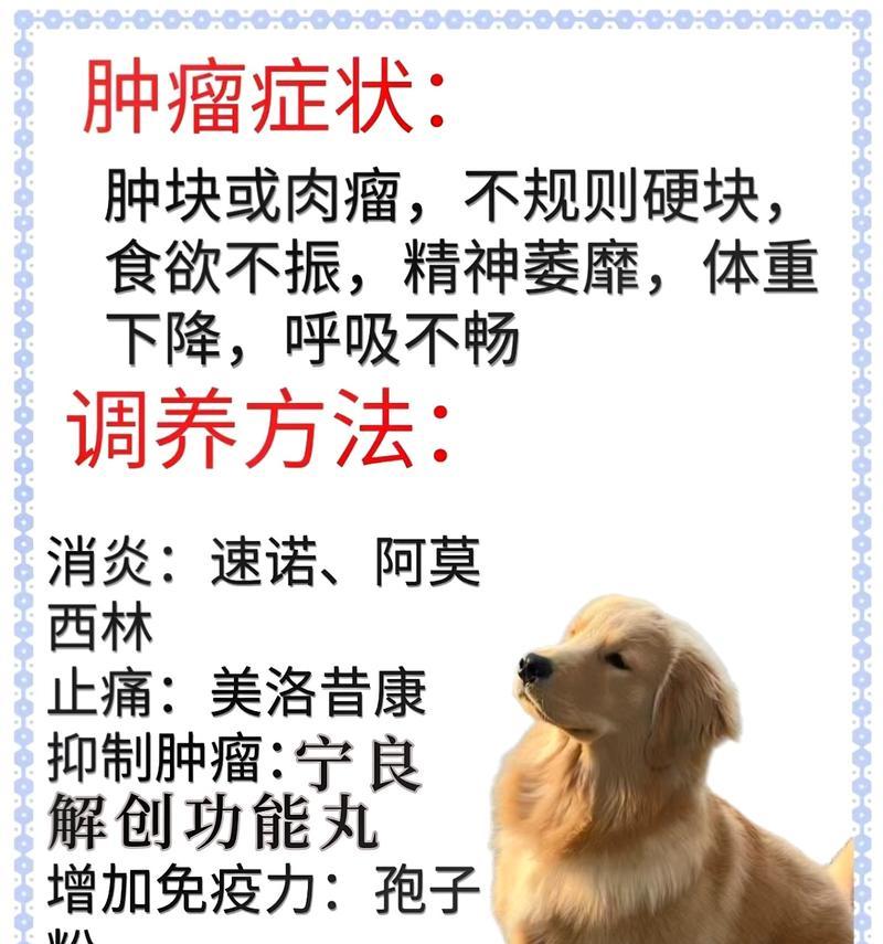 金毛成长期的科学饲养指南（以金毛成长期应该喂什么？金毛饲养的关键是什么？）