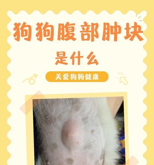探索博美营养膏的功效与特点（为你的宠物带来健康与美丽）