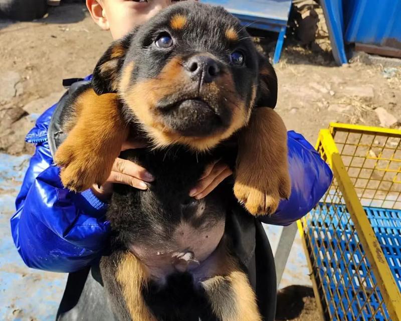 与罗威纳相似的狗的品种（探索与罗威纳极其相似的犬种及其特点）