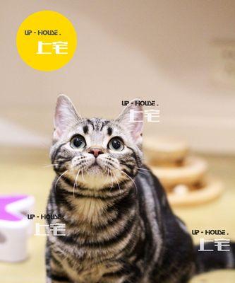美国短毛猫的价格分析（了解美国短毛猫的价格趋势和市场价值）