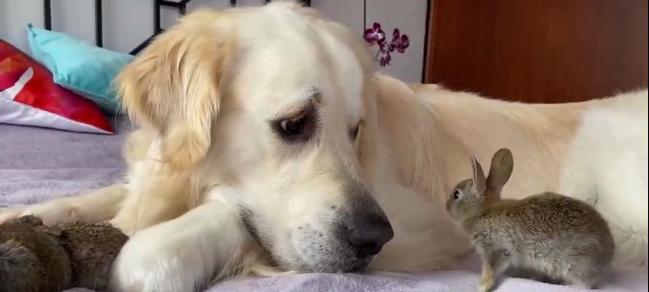 晚上抓兔子的狗犬品种详解（寻找兔子的最佳小助手）