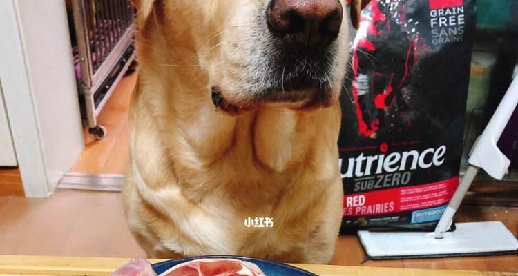 提高狗狗免疫力的正确饮食方法（以什么方式满足狗狗的营养需求？）