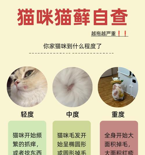 猫藓（了解猫藓，保护我们的毛茸好友）
