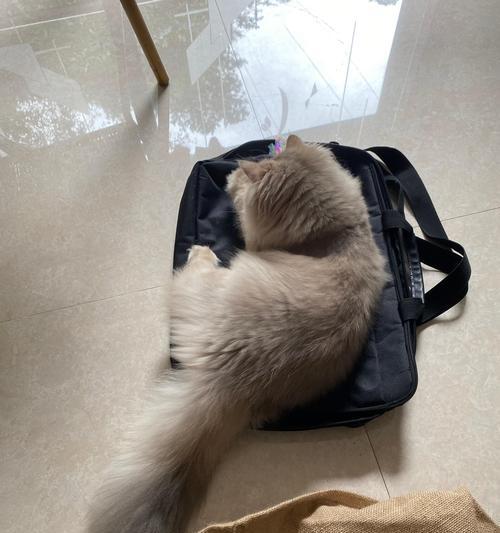 揭秘猫咪喜欢趴键盘的奇特行为（解析猫咪与键盘的神秘纠缠，原因究竟是什么？）