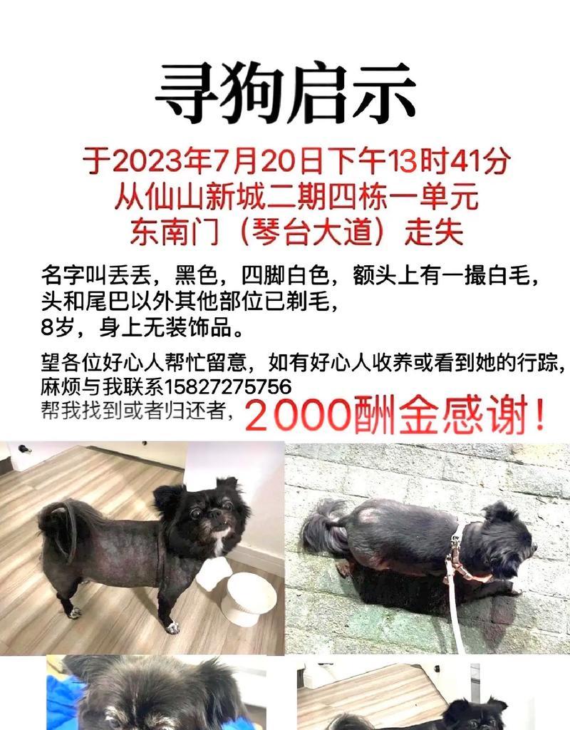寻找一个与你的狗狗相配的好听名字（以怎么叫狗的名字好听的名字叫什么）