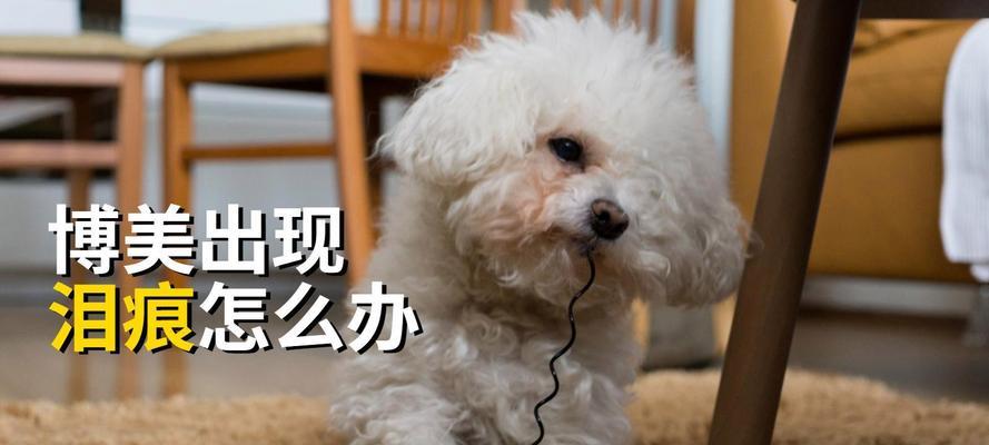 博美犬禁食清单及应对方法（了解博美犬不能吃的食物，为它们的健康保驾护航）