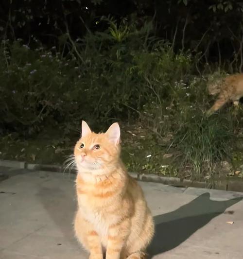 橘色美丽的猫咪们（探秘橘色猫咪的魅力与特点）