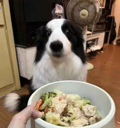 边牧肉食搭配与制作指南（健康营养的肉食组合及简易制作方法）