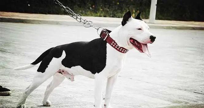 选择一只适合家庭的猛犬（了解不同猛犬品种的养育要点）