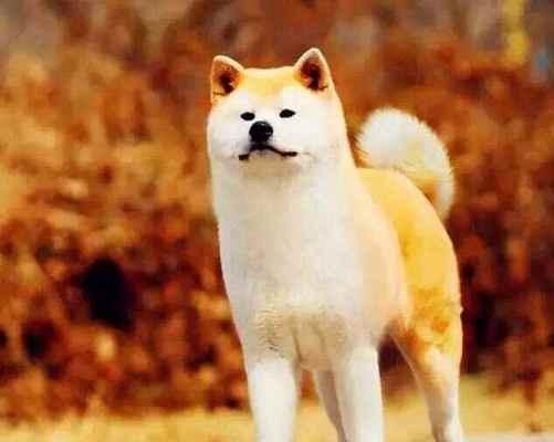 以中国松狮犬为主的狗狗护主（中国松狮犬）