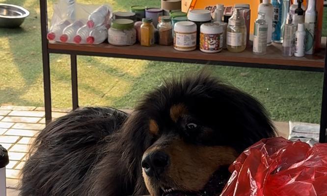 我家的藏獒（了解与欣赏这种古老而神秘的犬种）
