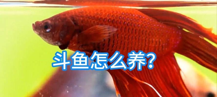 探秘斗鱼吐泡泡背后的魅力（揭开直播平台斗鱼为何吐泡泡成为热门表情的秘密）