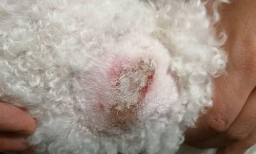 比熊犬身上痒如何治疗？（选择合适的药物来缓解比熊犬的瘙痒问题）