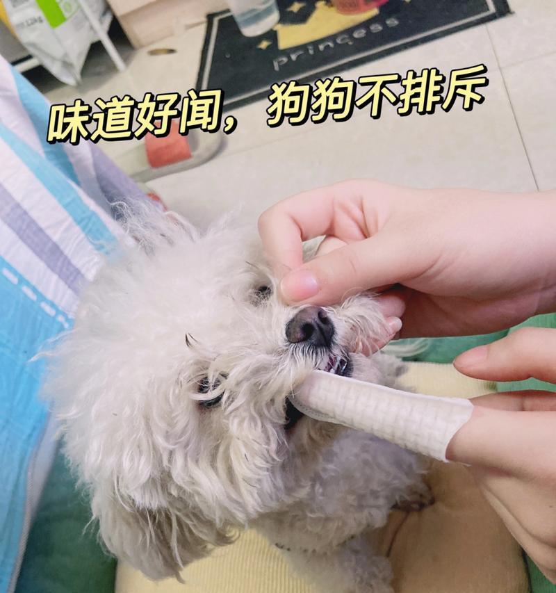 消除狗嘴臭的方法（有效去除狗嘴臭气味，让宠物更清新呼吸）