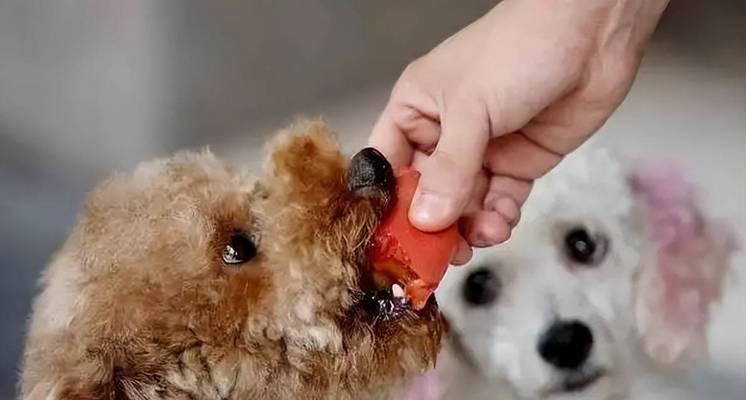 为什么贵宾犬不适合以狗粮为主食？（探究贵宾犬食物选择的原因和影响因素）