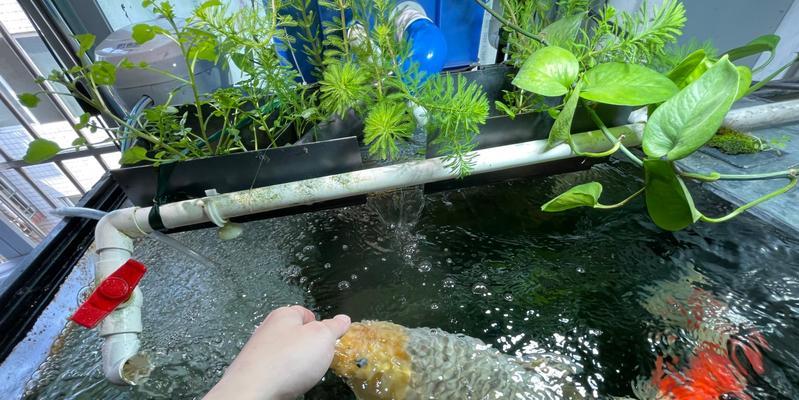 锦鲤鱼喂食的最佳时间（掌握喂食时间，让锦鲤鱼健康快乐）