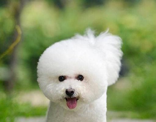 母犬排卵期的最佳表现与繁殖效果（探究母犬排卵期表现的关键因素及其繁殖优势）