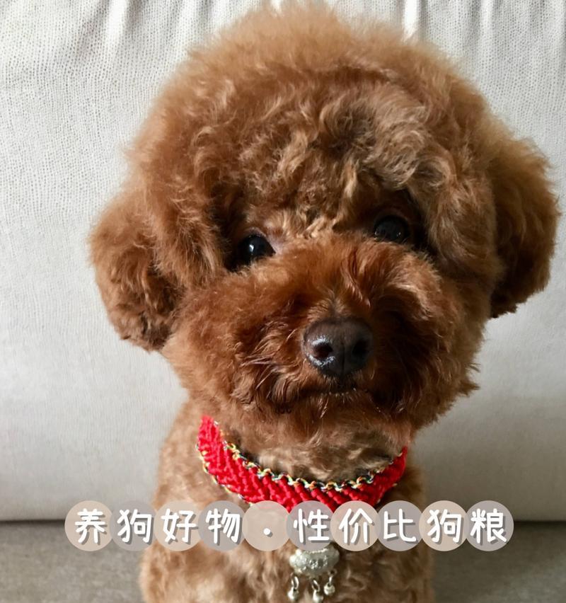 宠物泰迪月经饮食指南（给你的泰迪提供健康的月经饮食计划）