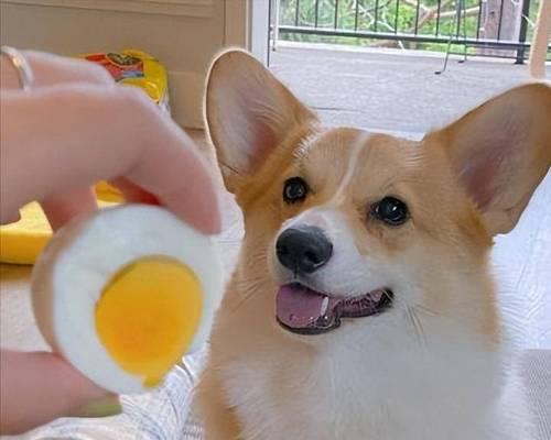 狗后的饮食需求（新生小狗的饮食需求及合适的饮食选择）