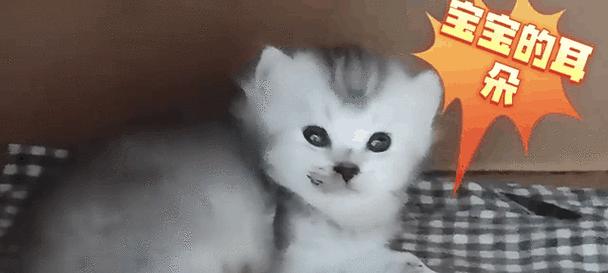 猫耳朵竖起来的意义（揭秘猫耳朵竖起来的背后秘密，是一种情绪的表达和身体语言）