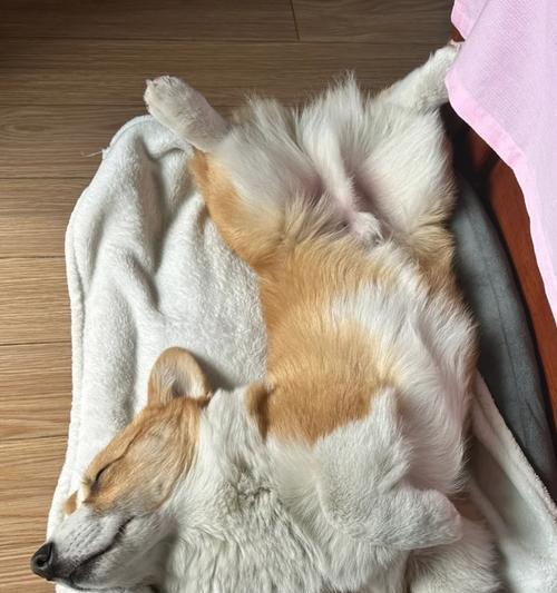 狗的睡姿有讲究吗？（探索狗狗的睡姿与健康之间的关系）
