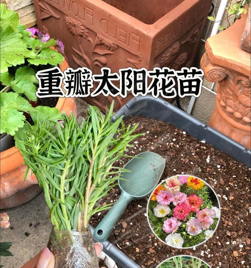 拉拉苗的功效与作用（探讨拉拉苗的健康价值及应用范围）