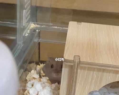 仓鼠断奶的注意事项（仓鼠成长的关键阶段及护理要点）