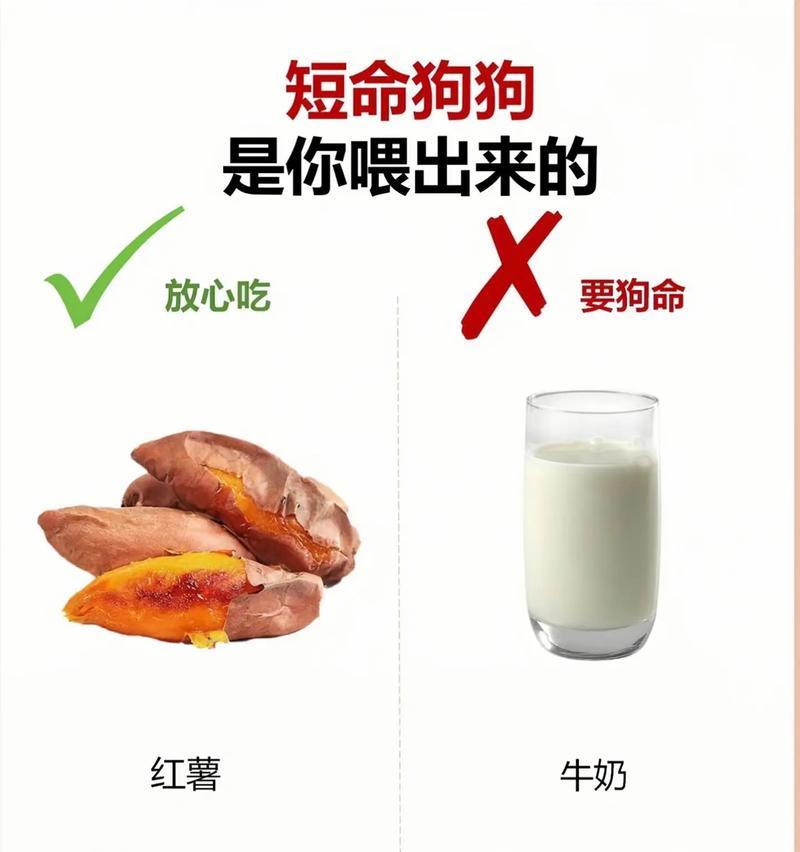 小狗狗的饮食需求——合理喂养的关键（科学饲养让小狗狗健康快乐）