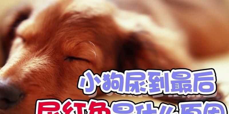 小狗尿的颜色及健康状况（正常小狗尿的颜色及判断方法，保持宠物健康的关键）