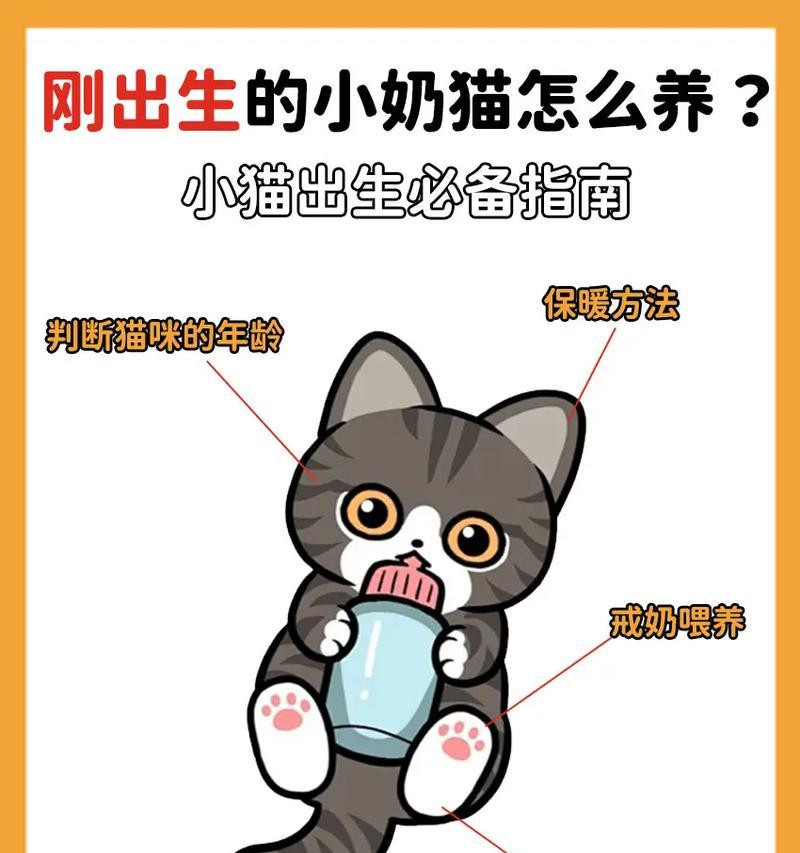 猫宝宝的奶食养育之道（为你的小猫提供适宜的奶食，健康成长！）